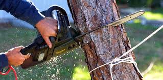 Best Palm Tree Trimming  in Keyport, NJ