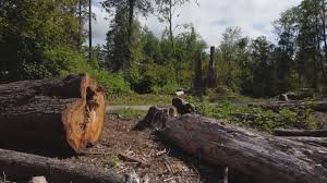 Professional Tree Removal in Keyport, NJ