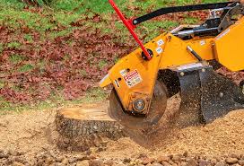 Best Fruit Tree Pruning  in Keyport, NJ