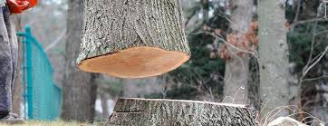 Best Tree Preservation Services  in Keyport, NJ
