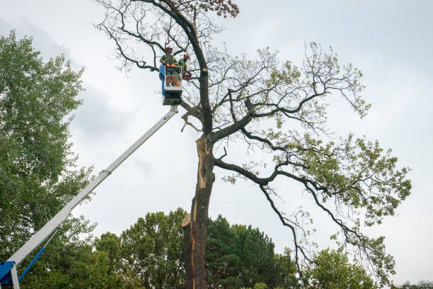 Best Tree Mulching  in Keyport, NJ