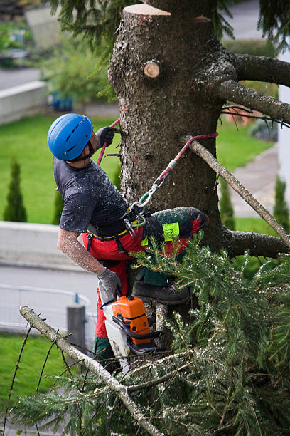 Best Commercial Tree Services  in Keyport, NJ