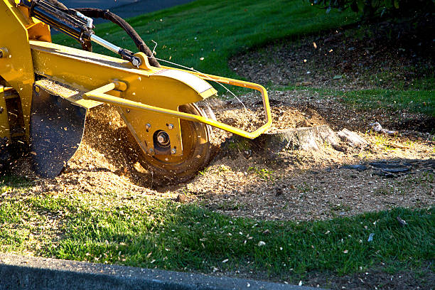 Best Lawn Pest Prevention  in Keyport, NJ
