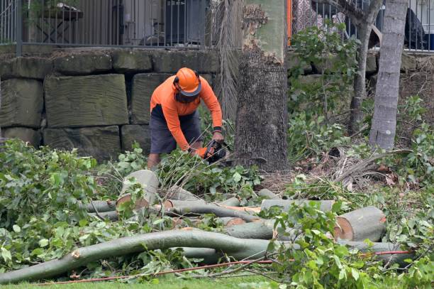 Best Utility Line Clearance  in Keyport, NJ
